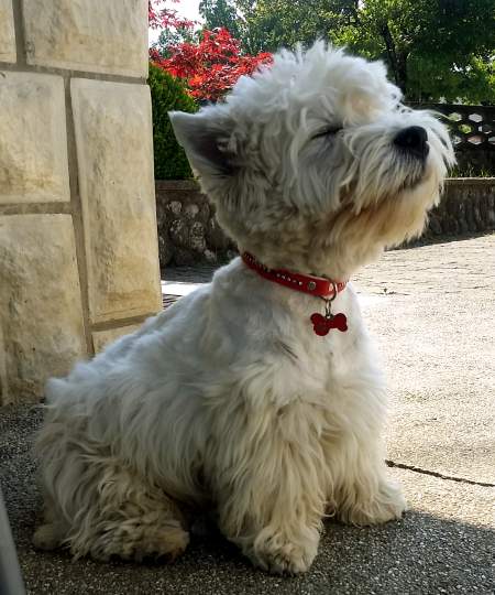west highland terrier goldy.jpg